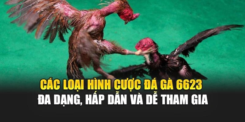 Các loại hình cược đá gà 6623 đa dạng, hấp dẫn và dễ tham gia