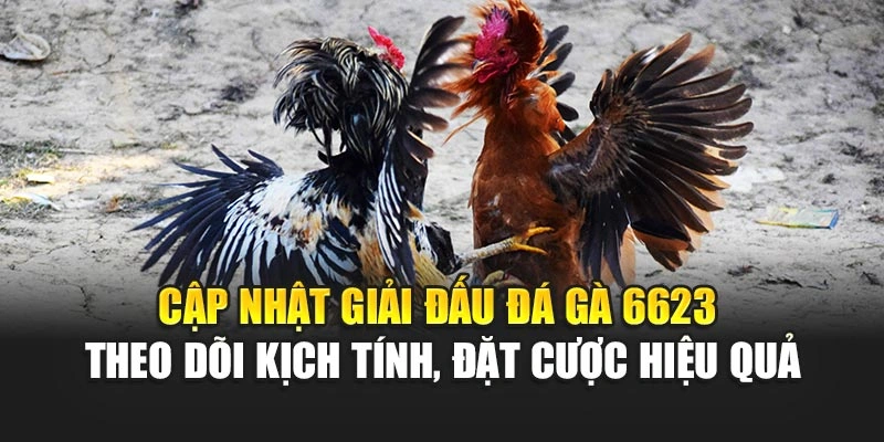Cập nhật giải đấu đá gà 6623 - theo dõi kịch tính, đặt cược hiệu quả