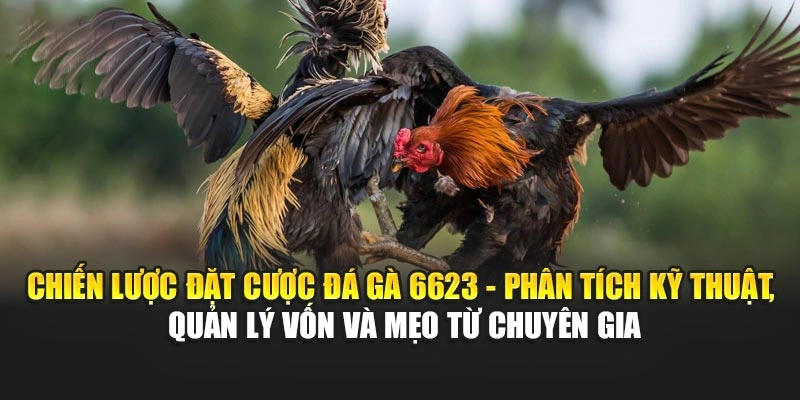 Chiến lược đặt cược đá gà 6623 - phân tích kỹ thuật, quản lý vốn và mẹo từ chuyên gia