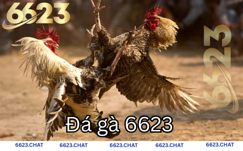 Thả ga cược đá gà cùng 6623 